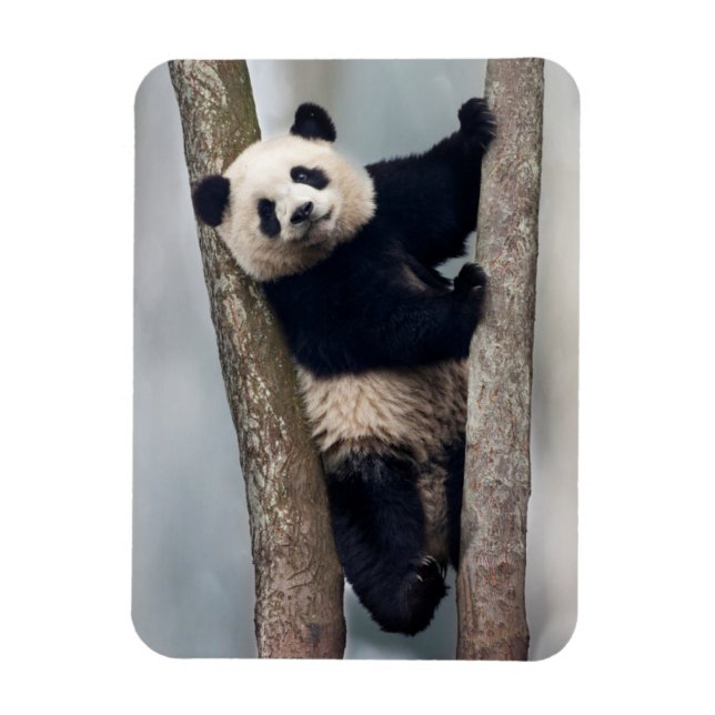Íman Panda jovem subindo em uma árvore, China (Vertical)