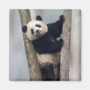Íman Panda nova que escala uma árvore, China
