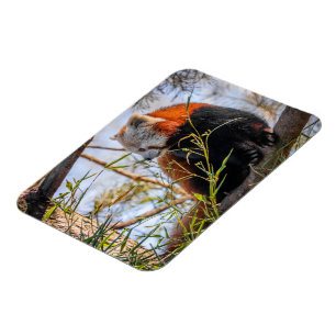 Íman Panda vermelha