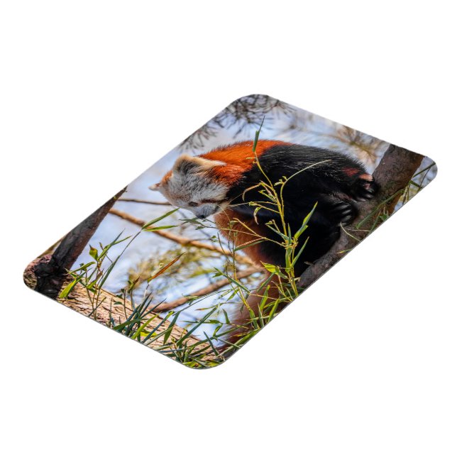 Íman Panda vermelha (Left Side)