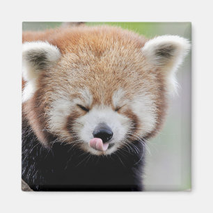 Íman Panda vermelha da foto do imã. Panda roux.