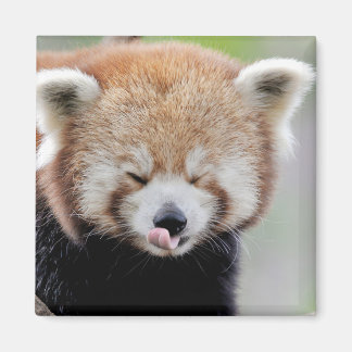 Íman Panda vermelha da foto do imã. Panda roux.