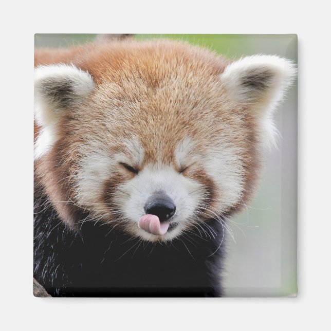 Íman Panda vermelha da foto do imã. Panda roux. (Frente)