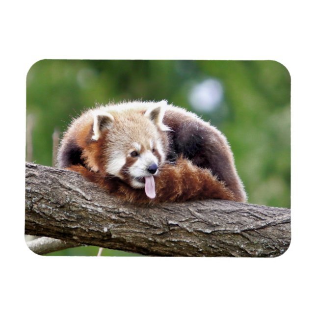 Íman Panda vermelha fotográfica flexível, animais 0254. (Horizontal)