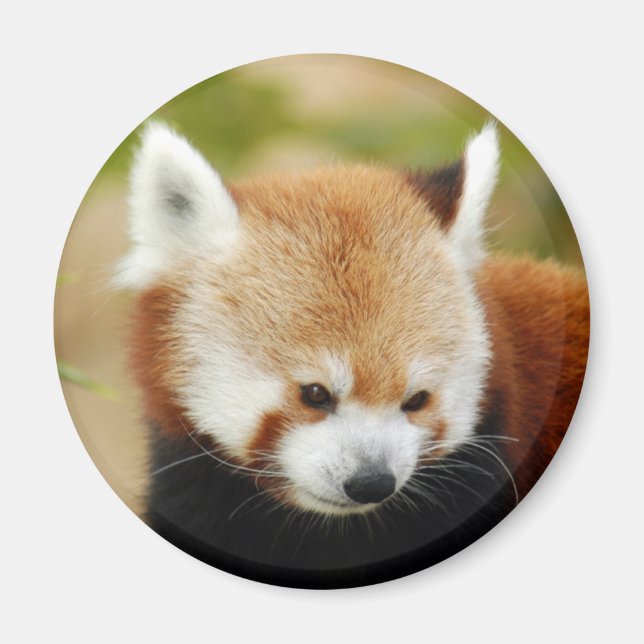 Íman panda vermelho-030 (Frente)