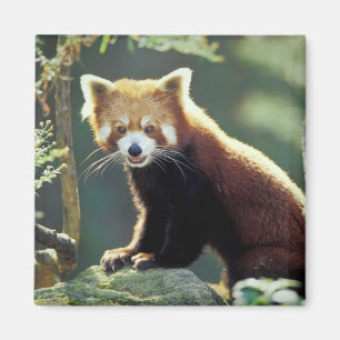 Íman Panda-vermelho Ailurus fulgens)