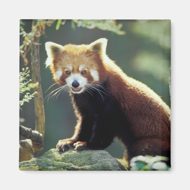 Íman Panda-vermelho Ailurus fulgens) (Frente)