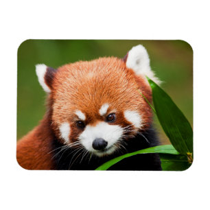 Íman Panda Vermelho Fofo