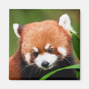 Íman Panda Vermelho Fofo