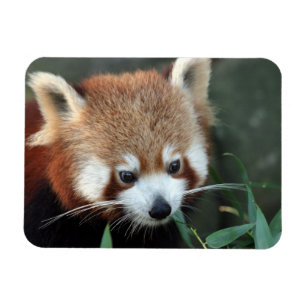 Íman Panda-vermelho, Taronga Zoo, Sydney, Austrália
