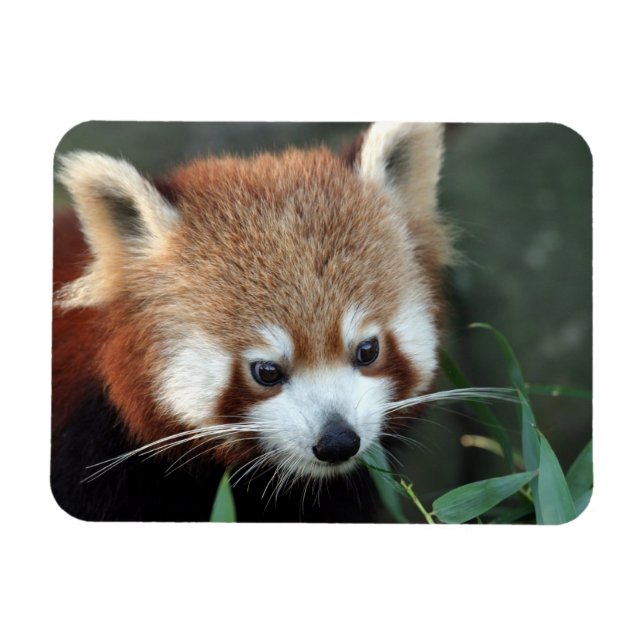 Íman Panda-vermelho, Taronga Zoo, Sydney, Austrália (Horizontal)