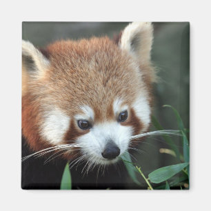 Íman Panda-vermelho, Taronga Zoo, Sydney, Austrália
