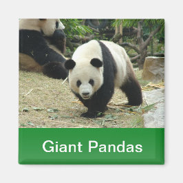 Íman Pandas gigantes