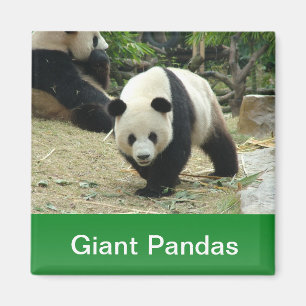 Íman Pandas gigantes