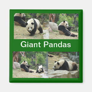 Íman pandas gigantes