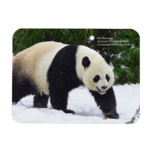 Íman Pandas gigantes de Smithsonian   na neve