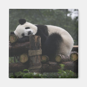 Íman Pandas gigantes na Proteção de Pandas Gigantes