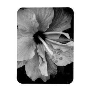 Íman Panfleto do Hibisco