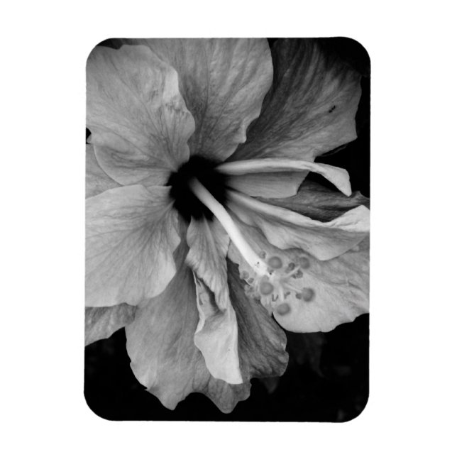 Íman Panfleto do Hibisco (Vertical)