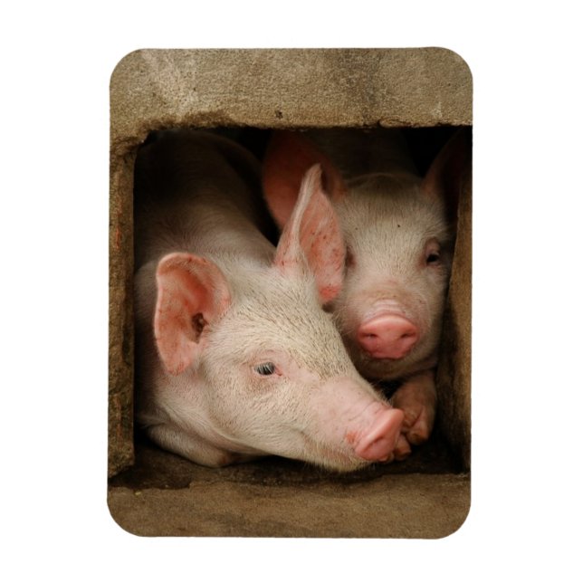 Íman Panfletos Curiosos (Vertical)