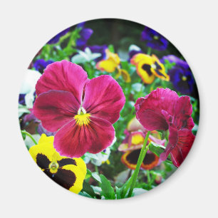 Íman Pansies coloridos