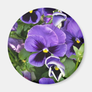 Íman pansies roxos