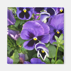 Íman pansies roxos