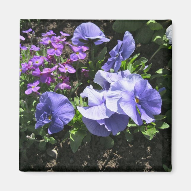 Íman Pansies roxos tímidos (Frente)