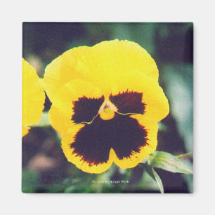 Íman Pansy Amarelo