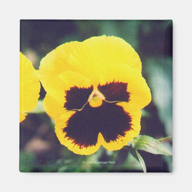 Íman Pansy Amarelo (Frente)