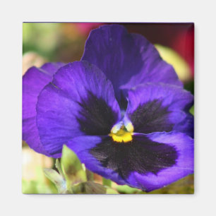 Íman Pansy Flower Magnet
