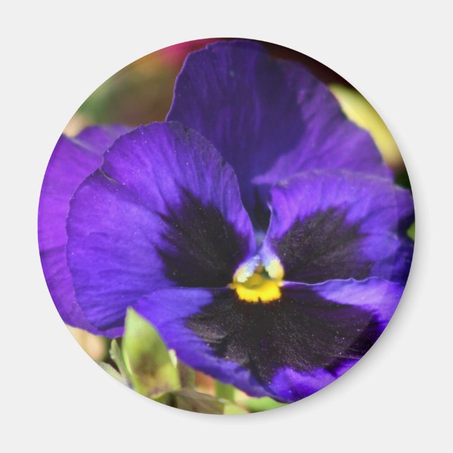 Íman Pansy Flower Magnet (Frente)