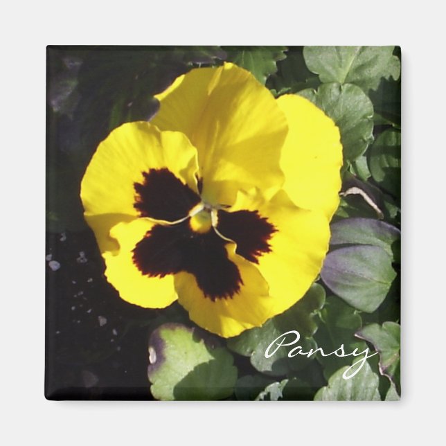 Íman Pansy Magnet (Frente)