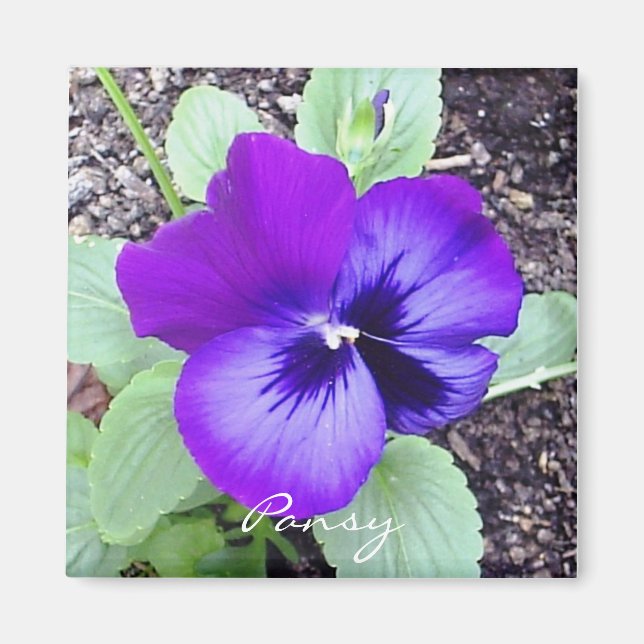 Íman Pansy Magnet (Frente)