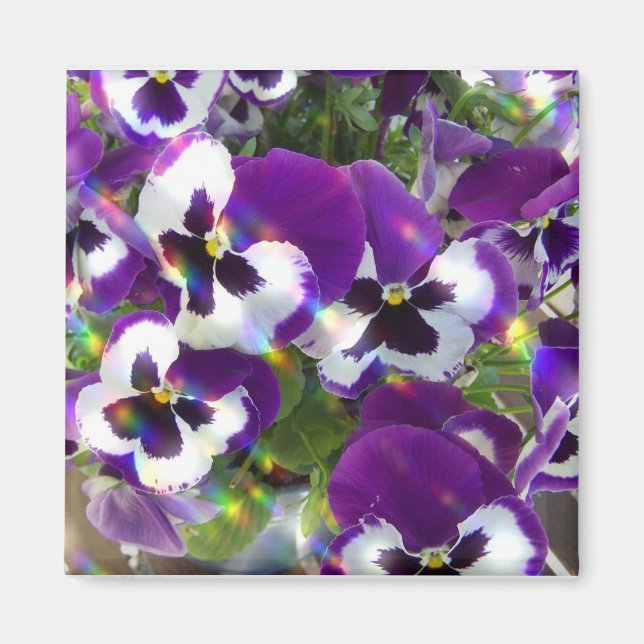 Íman Pansy Square Magnet (Frente)