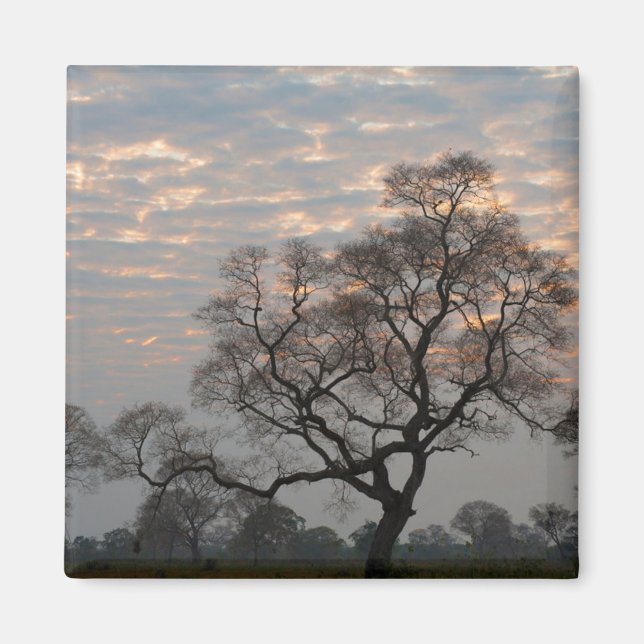 Íman Pantanal | América do Sul, Brasil (Frente)
