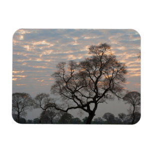 Íman Pantanal Wetlands   América do Sul, Brasil