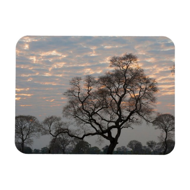 Íman Pantanal Wetlands | América do Sul, Brasil (Horizontal)