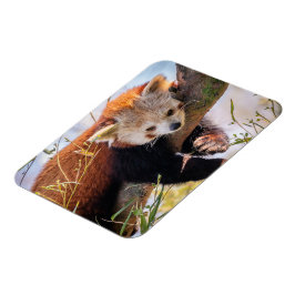 Íman Pantaninha vermelha preguiçosa