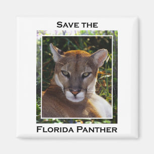 Íman Pantera de Florida