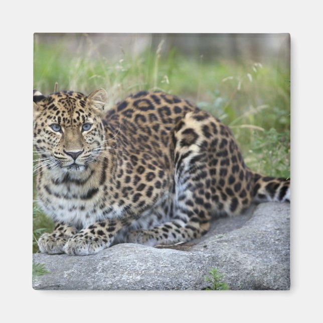 Íman Panthera pardus orientalis (Frente)