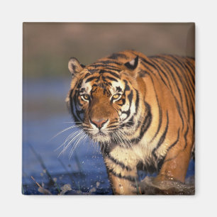 Íman Panthera tigris do tigre de ÁSIA, India, Bengal)