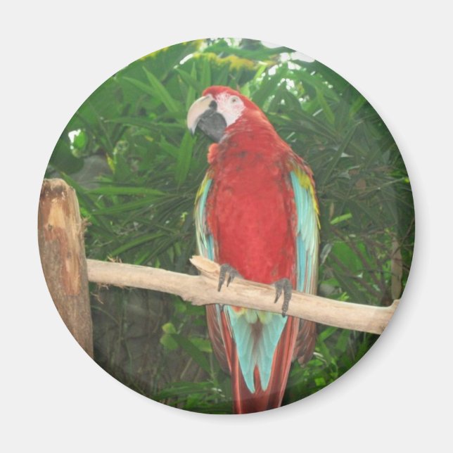 Íman Papagaio (Frente)