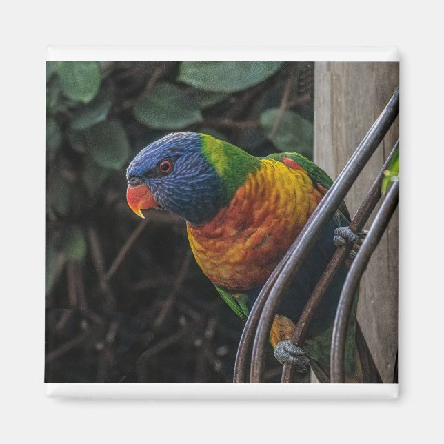 Íman Papagaio (Frente)