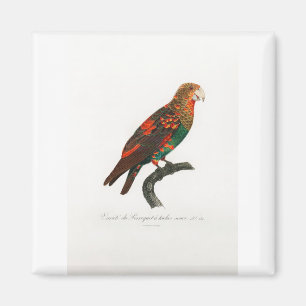 Íman papagaio-de-arara tropical