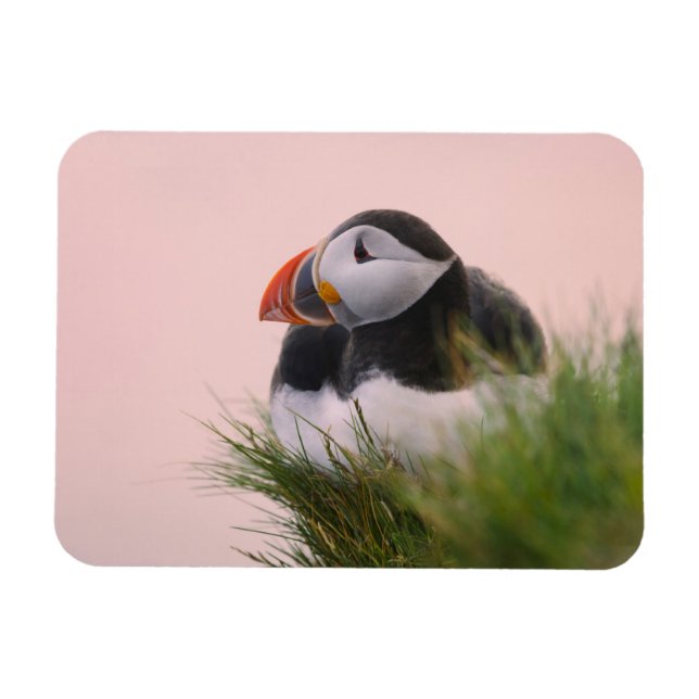 Íman Papagaio-do-mar (Fratercula arctica) (Horizontal)
