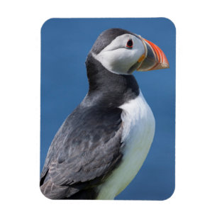Íman Papagaio-do-mar (Fratercula Arctica) no Penhasco