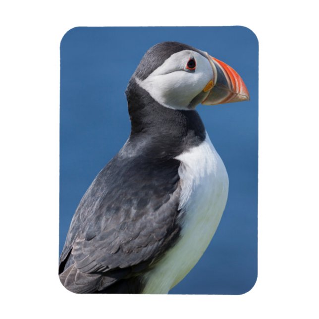 Íman Papagaio-do-mar (Fratercula Arctica) no Penhasco (Vertical)