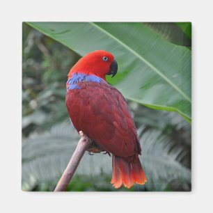 Íman Papagaio ecléctico vermelho