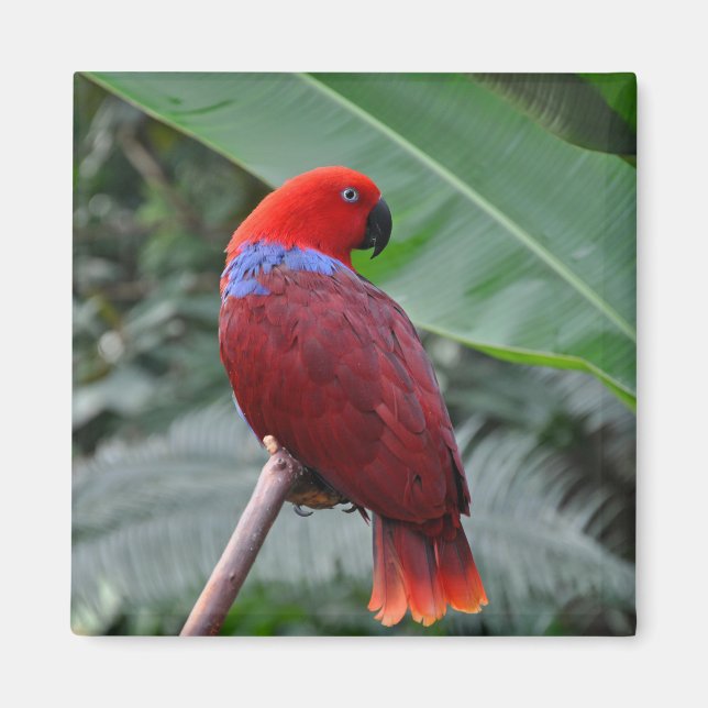 Íman Papagaio eclético vermelho (Frente)